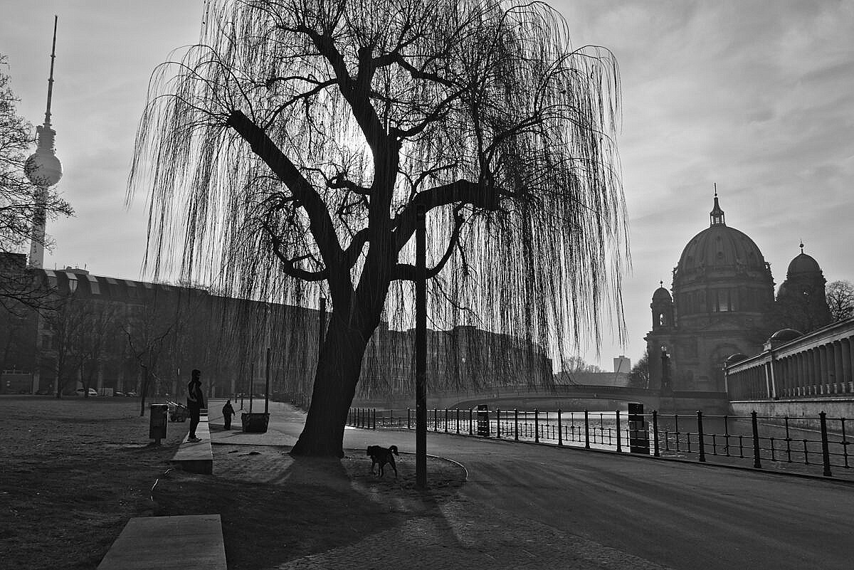 A willow in James-Simon Park with the Berliner Dom and the TV tower in the background